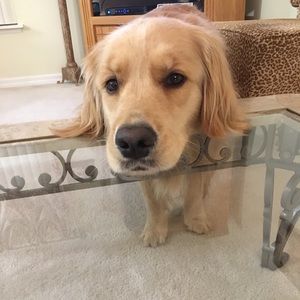 Meet Brinkley! My sweet, fun loving Golden!